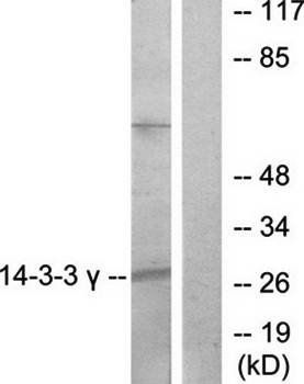 14-3-3 gamma antibody