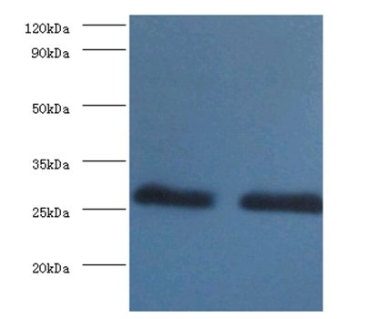 14-3-3 protein beta/alpha antibody (Biotin)