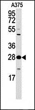 14-3-3 protein zeta/delta antibody