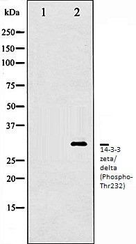 14-3-3 zeta/ delta (Phospho-Thr232) antibody