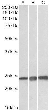 Goat anti-PRDX1 Antibody