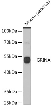 GRINA Polyclonal Antibody