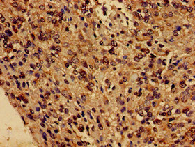 FUNDC1 Antibody