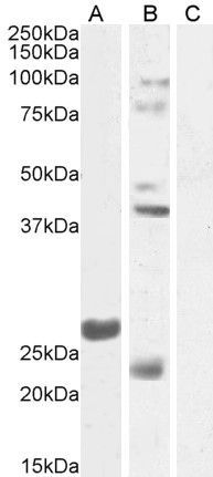 Fgf23 antibody