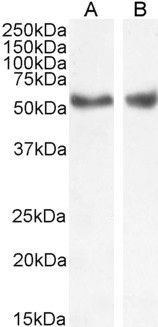 NR1H3; NR1H2 antibody