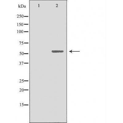 19A1 (Cytochrome P450) antibody