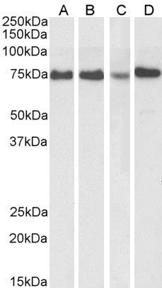 Goat anti-ATF6 (aa437-449) Antibody