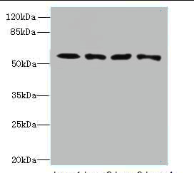 CAP2 antibody