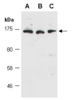 ZNF804A (N) Antibody, Rabbit Polyclonal
