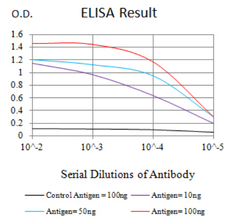 MSH2 Antibody