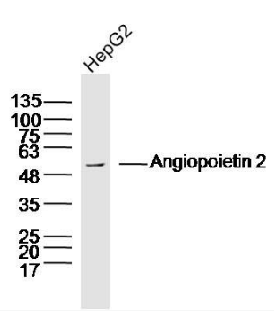 Angiopoietin 2 antibody