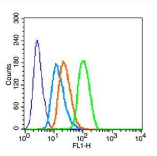 YWHAE (phospho-Thr232) antibody (FITC)