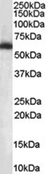 Goat anti-NONO / p54NRB, biotinylated Antibody