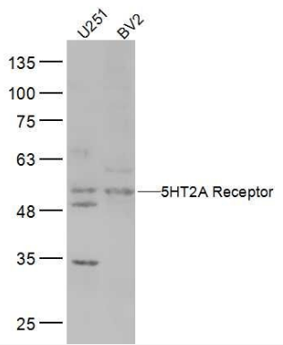 5HT2A Receptor antibody