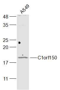 C1orf150 antibody