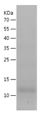 Human LY6E Protein