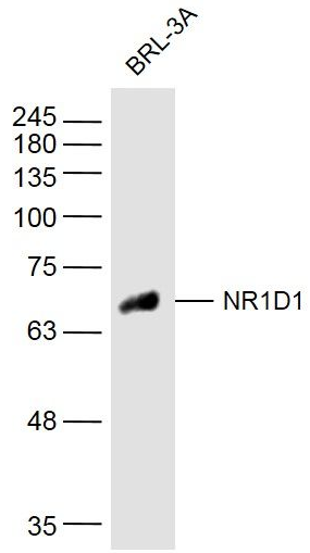 NR1D1 antibody