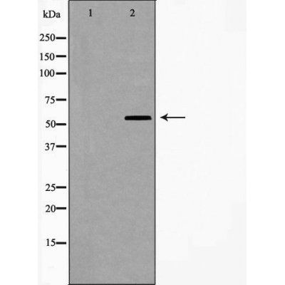 1A1/2 (Cytochrome P450) antibody