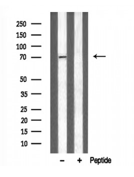Adrenergic Receptor Alpha-2C antibody