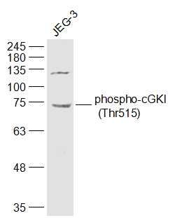 cGKI (phospho-Thr515) antibody