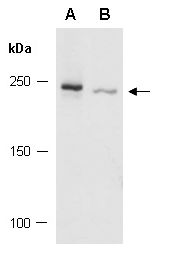 KAT6A antibody