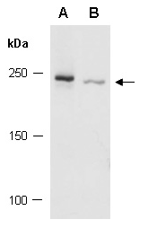 KAT6A (N) Antibody, Rabbit Polyclonal