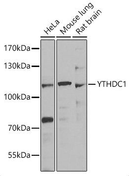 YTHDC1 antibody