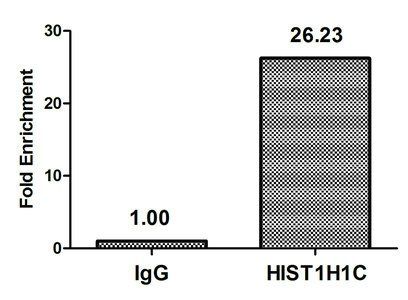 2-hydroxyisobutyryl-HIST1H1C (K116) antibody