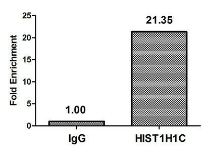 2-hydroxyisobutyryl-HIST1H1C (K158) antibody