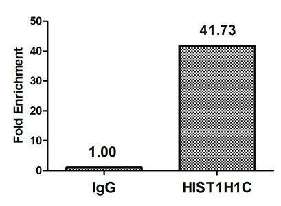 2-hydroxyisobutyryl-HIST1H1C (K80) antibody