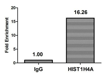 2-hydroxyisobutyryl-HIST1H4A (K16) antibody