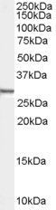 Goat anti-Syntenin / SDCBP Antibody