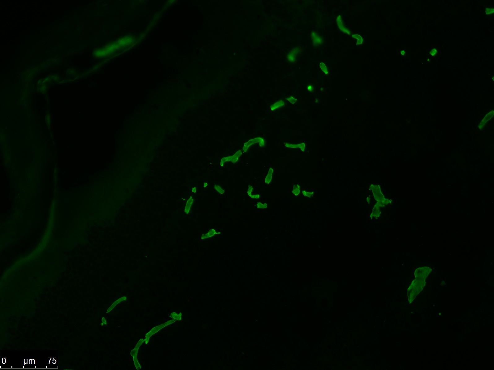 Rat anti Heparan Sulphate Proteoglycan