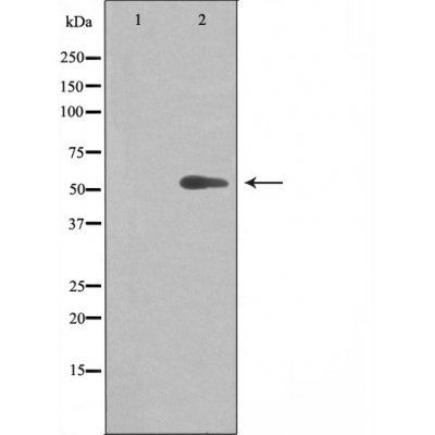 20A1 (Cytochrome P450) antibody