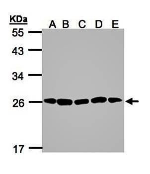 20S Proteasome alpha2 antibody