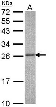 20S Proteasome alpha3 antibody