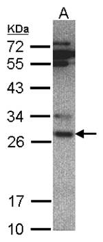 20S Proteasome alpha 6 antibody