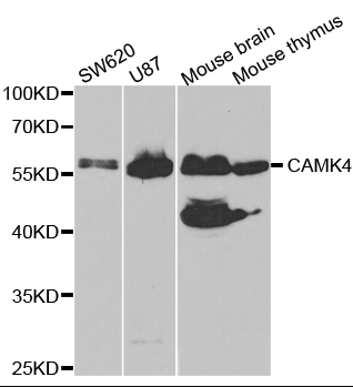 CAMK4 Antibody