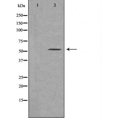 21A2 (Cytochrome P450) antibody