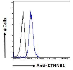 Goat anti-CTNNB1 / catenin beta-1 Antibody