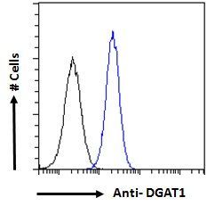 DGAT1 antibody