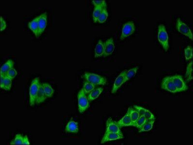 ATP8A2 Antibody