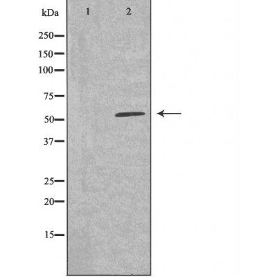 26A1 (Cytochrome P450) antibody