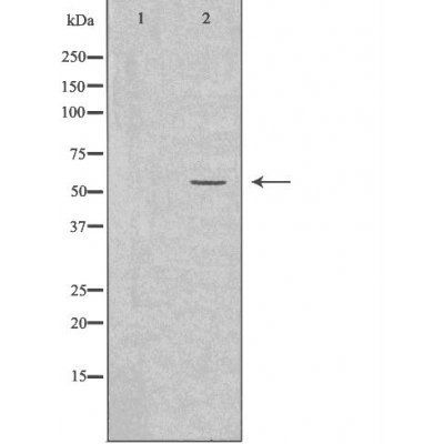 2A6 (Cytochrome P450) antibody