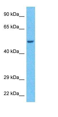 2ABA antibody