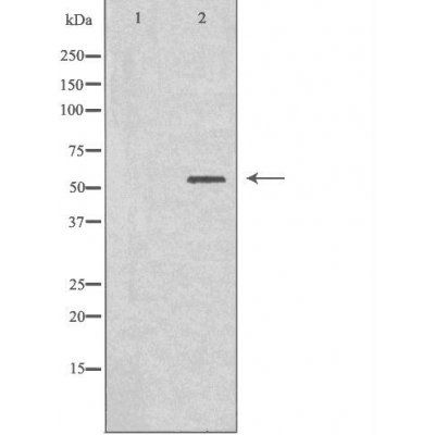 Cytochrome P450 2B1 antibody