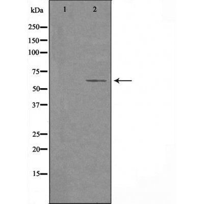 2U1 (Cytochrome P450) antibody