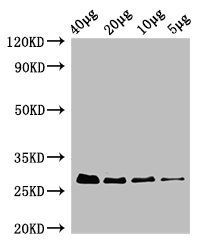 30S ribosomal protein S2 antibody (HRP)