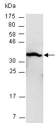 CASP3 (N) Antibody, Rabbit Polyclonal
