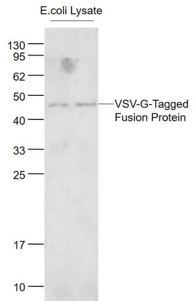 VSV-G Tag antibody